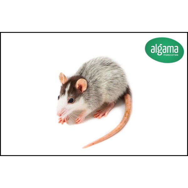 Comprar Rata Husky | Animales exóticos | Mascotas Algama