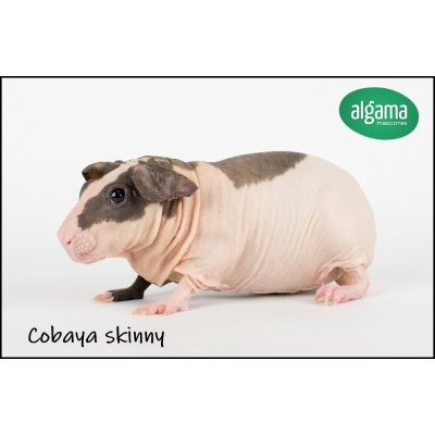 Cobaya skinny calva