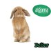 Conejo Belier (Orejas caidas)