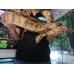 Boa constrictor  Salmón