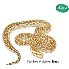 Phyton Molurus Hypoo