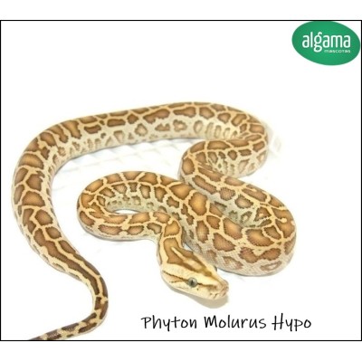 Phyton Molurus Hypoo