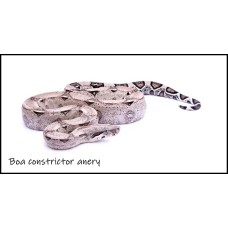 Boa constrictor  Anery