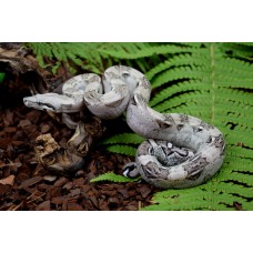 Boa constrictor  Anery