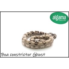 Boa Constrictor Ghost 