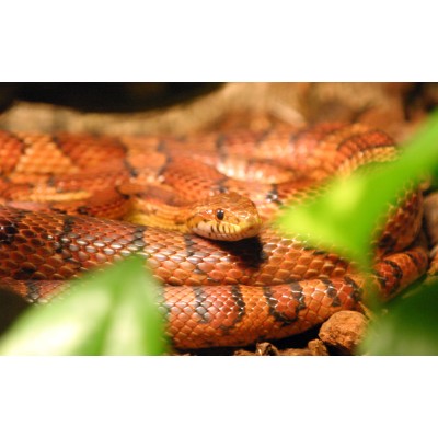 Serpiente del maiz obsoleta- Elaphe obsoleta - Pantherophis obsoletus