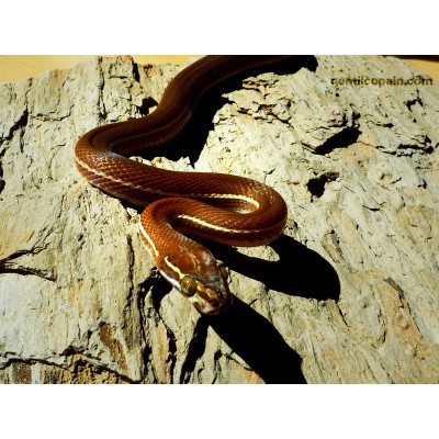 Boaedon Lineatus Boaedon Lineatus