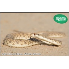 Falsa Cobra de Egipto - Malpolon Moilensis 