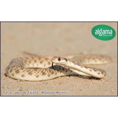 Falsa Cobra de Egipto - Malpolon Moilensis 