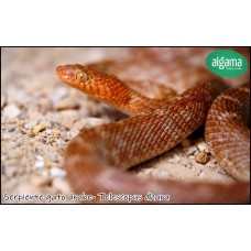 Serpiente gato árabe- Telescopus dhara