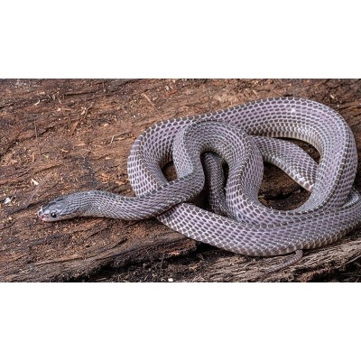 Serpiente rugosa - Mehelya Crossi	