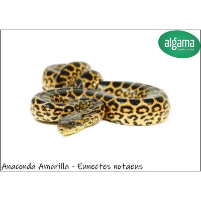 Anaconda Amarilla - Eunectes notaeus