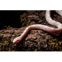 Serpiente del maizal - Guttata snow Serpiente del maizal - Guttata snow