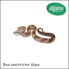 Boa constrictor hypo
