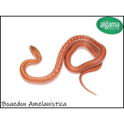 Boaedon Amelanistica