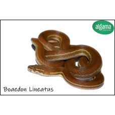 Boaedon Lineatus - Serpiente de casa rayada