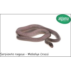 Serpiente Negra rugosa - Mehelya Crossi	