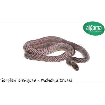 Serpiente Negra rugosa - Mehelya Crossi	