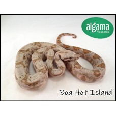 Boa enana - Hog Island 