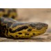 Anaconda Amarilla - Eunectes notaeus Anaconda Amarilla - Eunectes notaeus