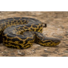 Anaconda Amarilla - Eunectes notaeus
