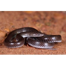 Serpiente lobo - Lycophidion Semicinctum