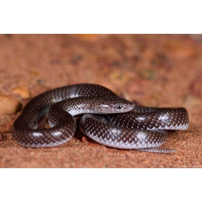 Serpiente lobo - Lycophidion Semicinctum