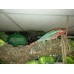 Camaleón Pantera - Furcifer Pardalis  (Pequeños/Machos)