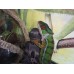Camaleón Pantera - Furcifer Pardalis  (Pequeños/Machos)