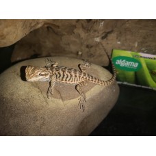Pogona vitticeps - dragón barbudo nominal (leatherback)