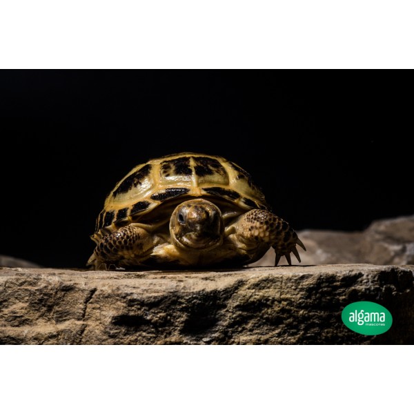 Comprar tortuga rusa | Animales exóticos | Mascotas Algama