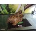 Tortuga rusa - Testudo horsfieldii - (Sub- adultas y Adultas)