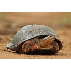  Tortugas  Tortuga de escudo - Pelomedusa Subrufa (Adultas)