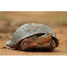 Tortuga de escudo - Pelomedusa Subrufa (Adultas)