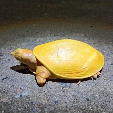 Tortuga de caparazón blando - Pelodiscus sinensis Albina Tortuga de caparazón blando - Pelodiscus sinensis Albina