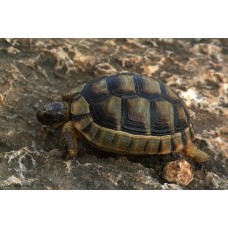 Tortuga Griega - Testudo Marginata