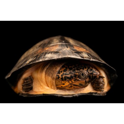 La tortuga negra de África (Pelusios niger) La tortuga negra de África (Pelusios niger)