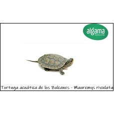 Tortuga acuática de los Balcanes - Mauremys rivulata