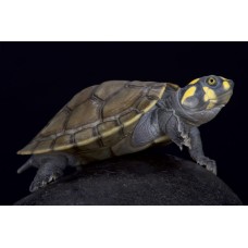 Tortuga de cabeza amarilla Taricaya (Podocnemis unifilis)