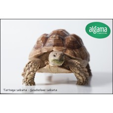 Tortuga Sulcata (Medianas)