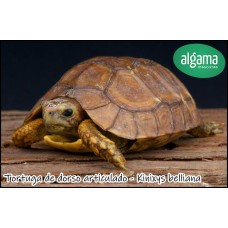 Tortuga de dorso articulado - Kinixys belliana (Pequeñas)