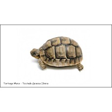 Tortuga Mora - Testudo Graeca Ibera 