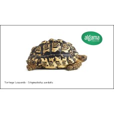 Tortuga Leopardo - Stigmochelys pardalis (Juveniles)