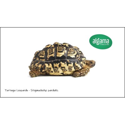 Tortuga Leopardo - Stigmochelys pardalis (Juveniles)