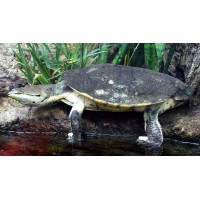 Tortuga campanilla - Phrynops hilarii