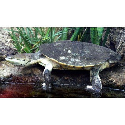 Tortuga campanilla - Phrynops hilarii