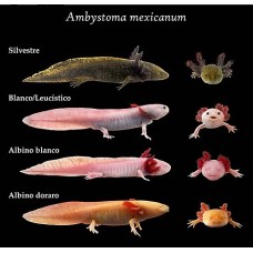 Ajolote mexicano - Ambystoma mexicanum