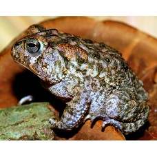 Bufo melanosticus - Duttaphrynus melanostictus