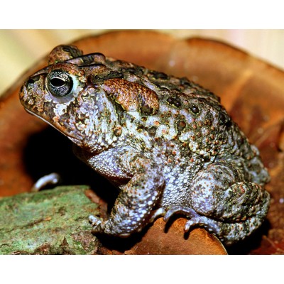 Bufo melanosticus - Duttaphrynus melanostictus
