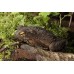 Bufo Asper - Phrynoidis asper